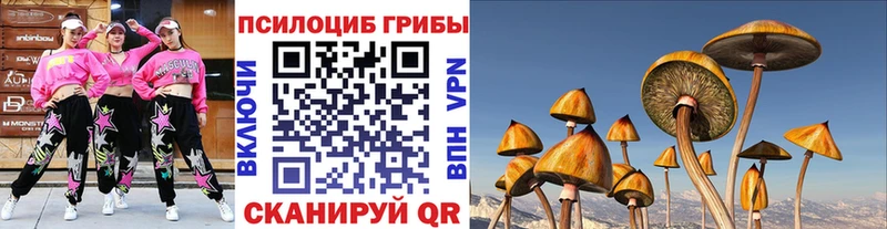 где можно купить   Городище  Псилоцибиновые грибы Psilocybe 